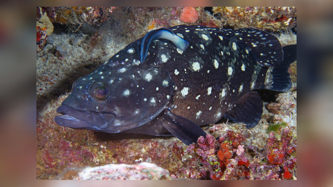 Epinephelus coeruleopunctatus Ocellated Rockcod, Ocellated Rockcod