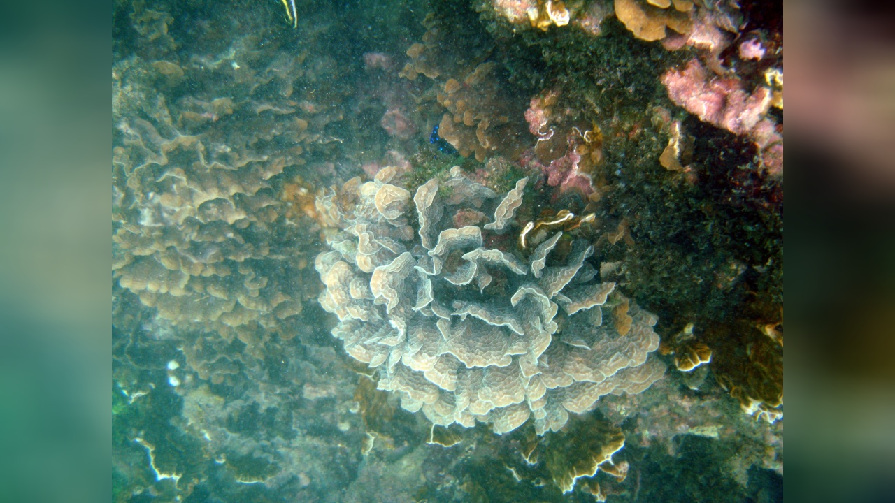Agaricia tenuifolia Thin Leaf Lettuce Coral