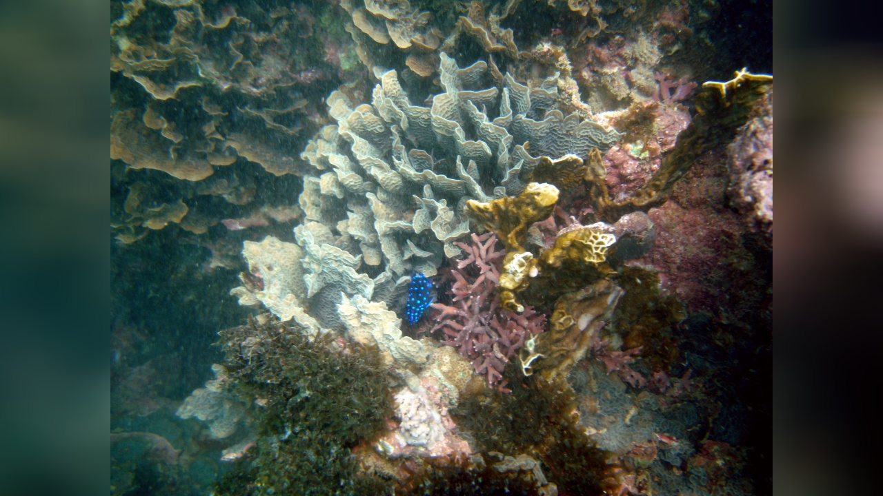 Agaricia tenuifolia Thin Leaf Lettuce Coral
