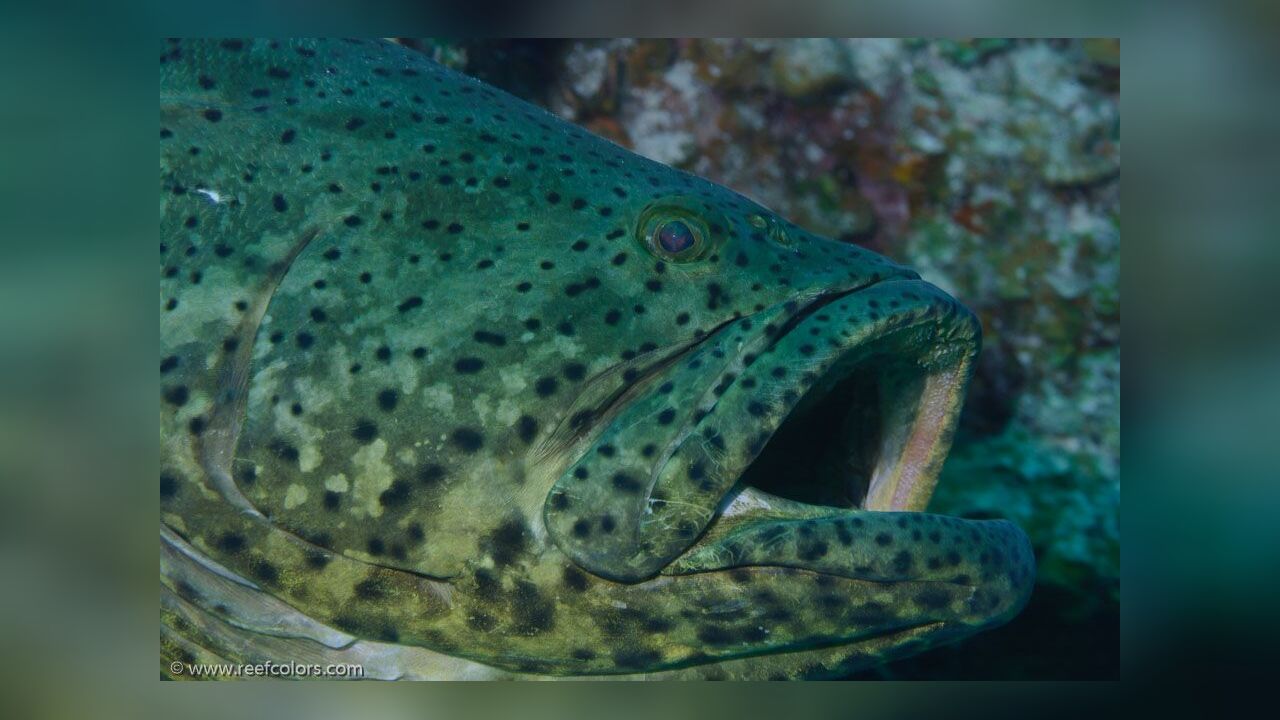 Epinephelus itajara Riesenzackenbarsch