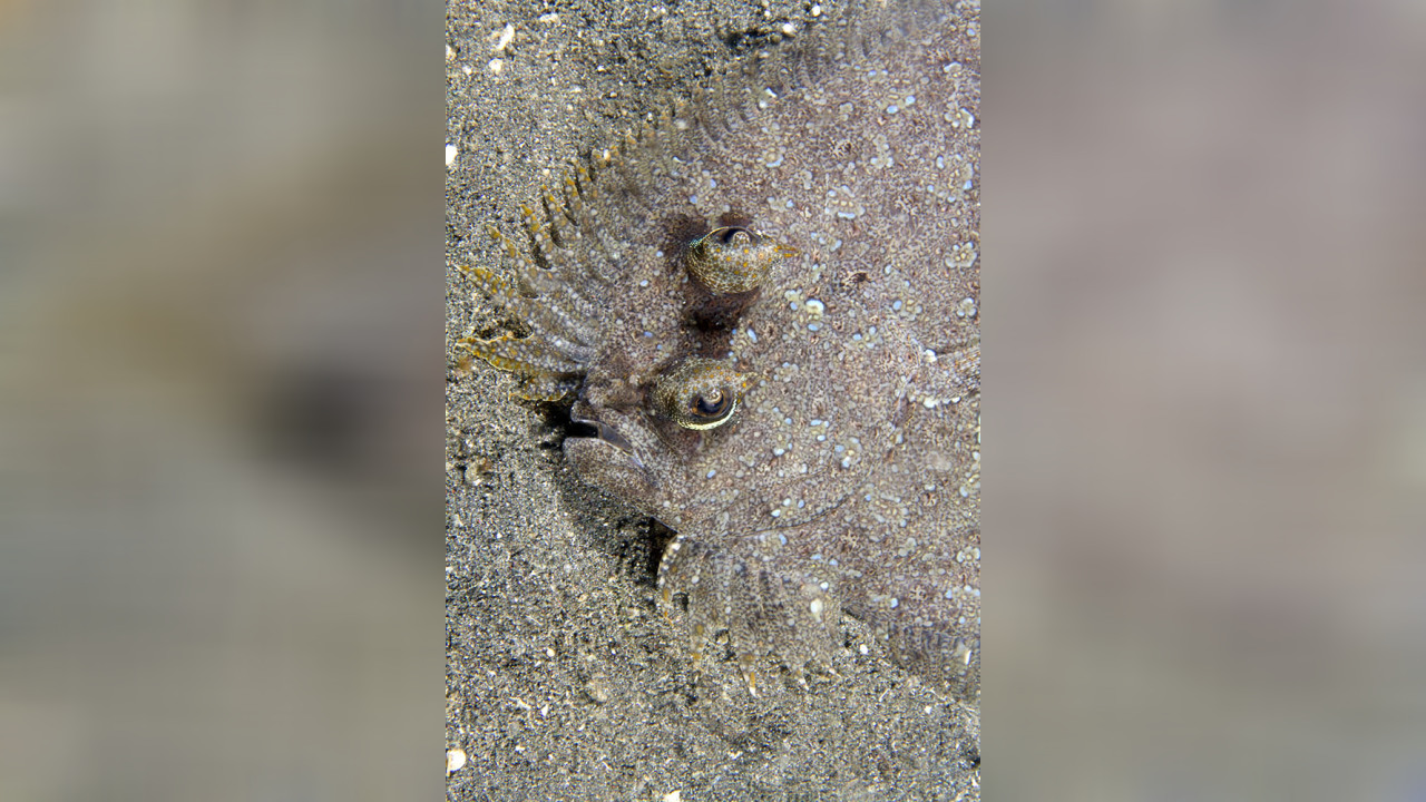 Bothus pantherinus panther flounder