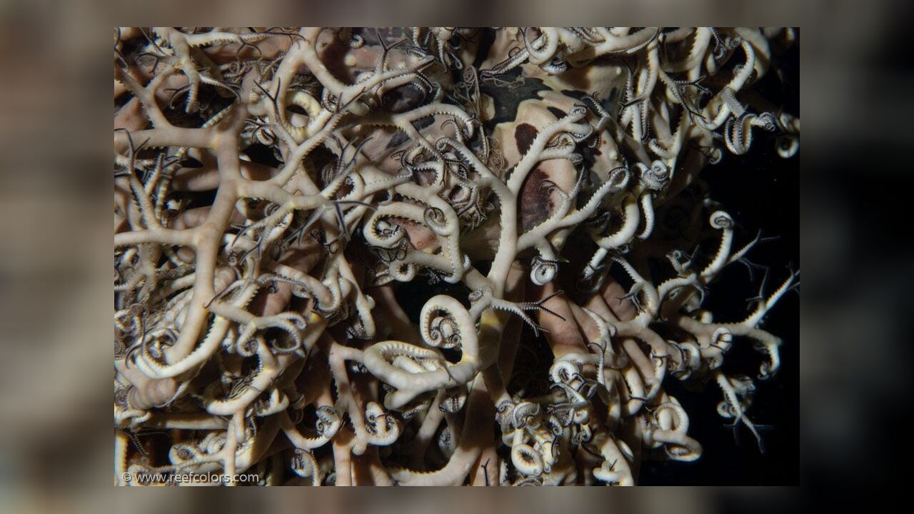 Astrophyton muricatum