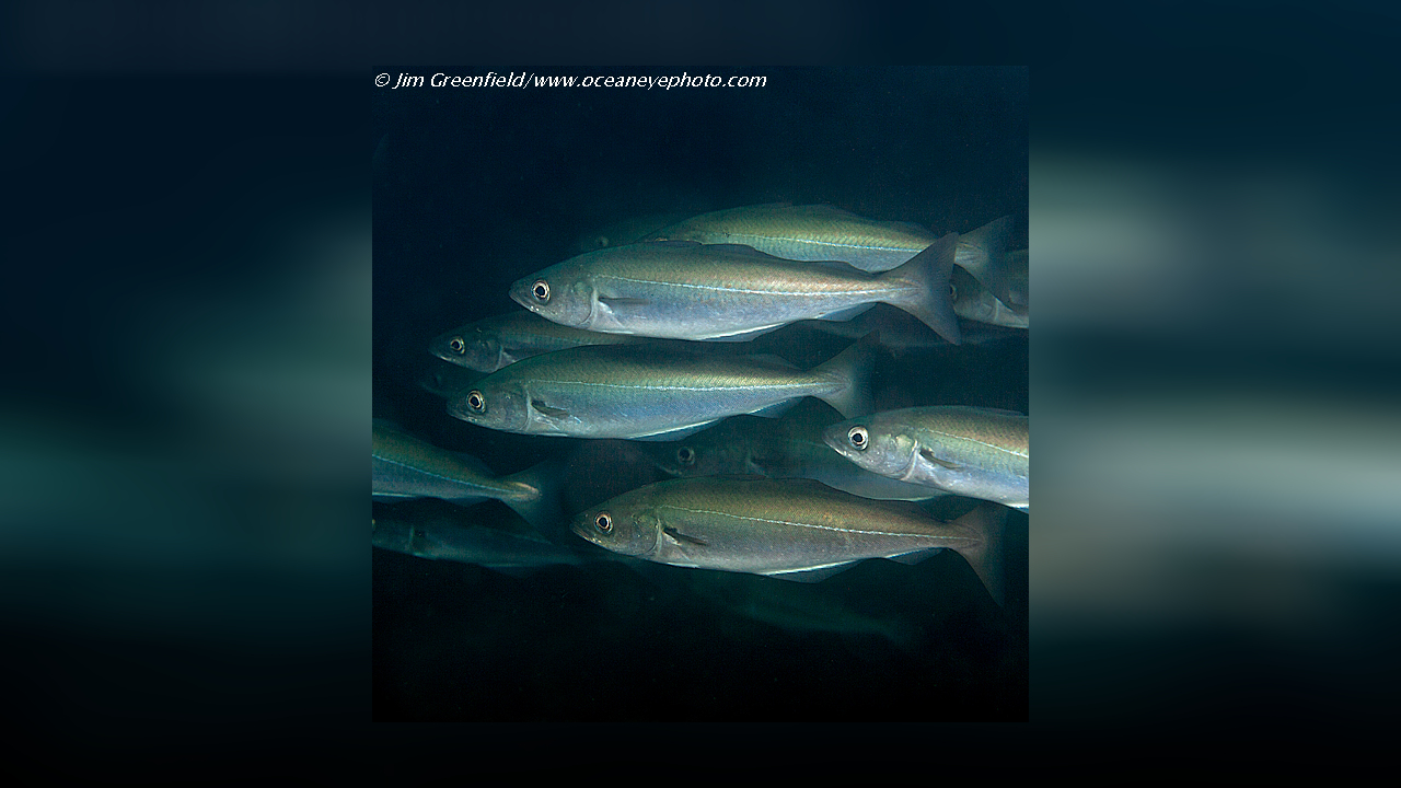 Pollachius virens Köhler