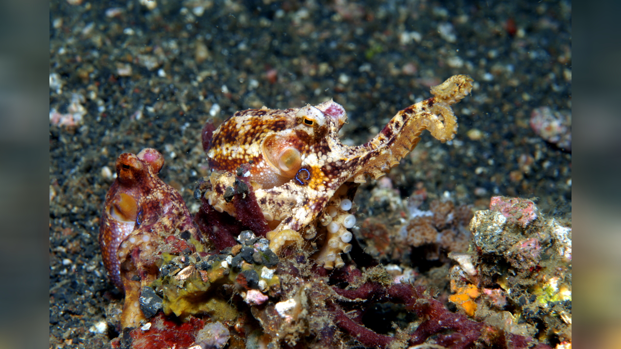 Amphioctopus siamensis Giftiger Ocellatus Oktopus