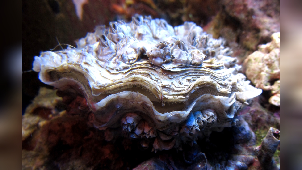 Magallana gigas Giant cupped oyster, Pacific cupped oyster, giant