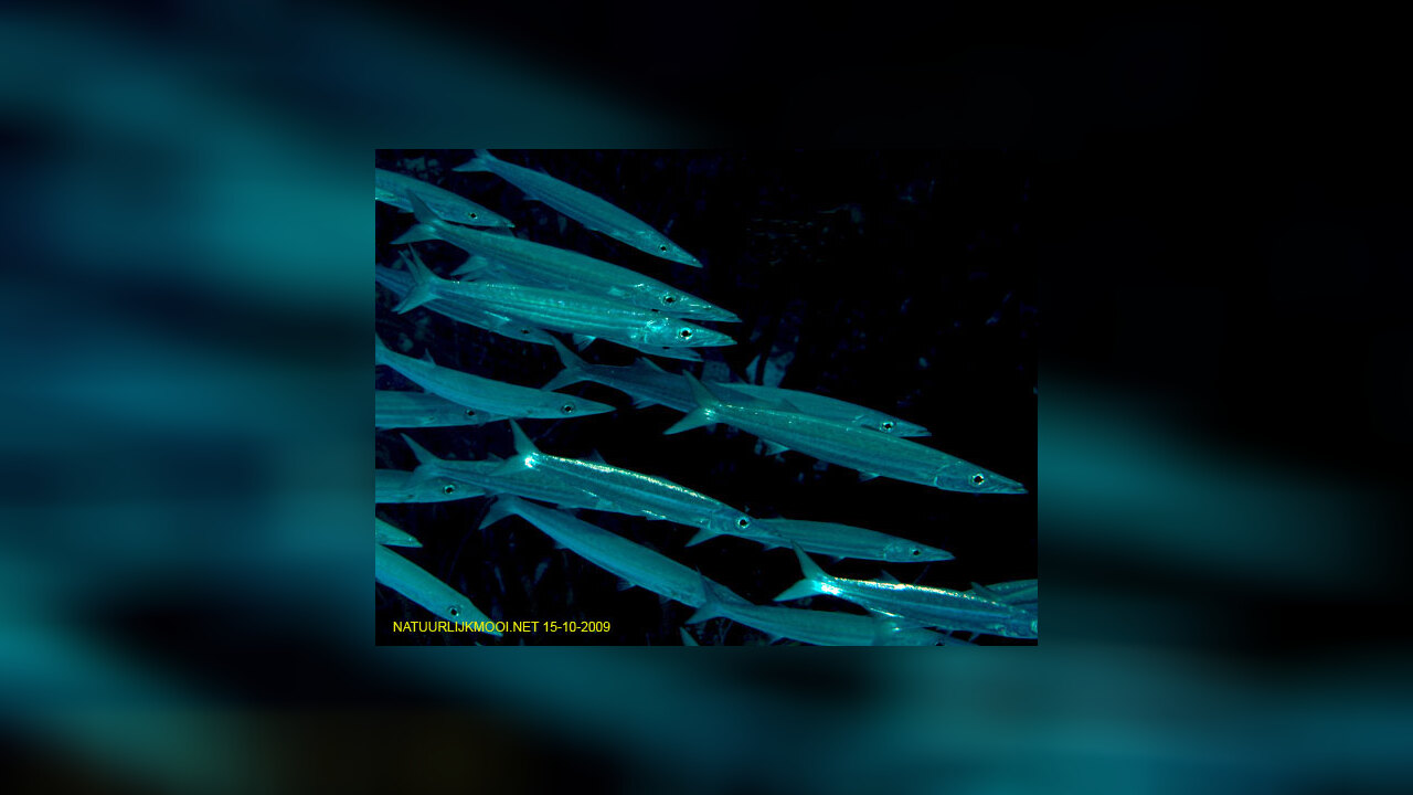 Sphyraena guachancho Guachanche barracuda