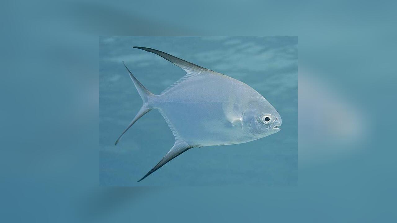 Trachinotus Goodei Banner Pompano Camade Fish Cobbler