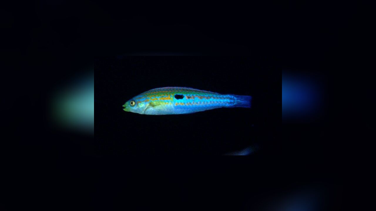 Minilabrus striatus Minute wrasse