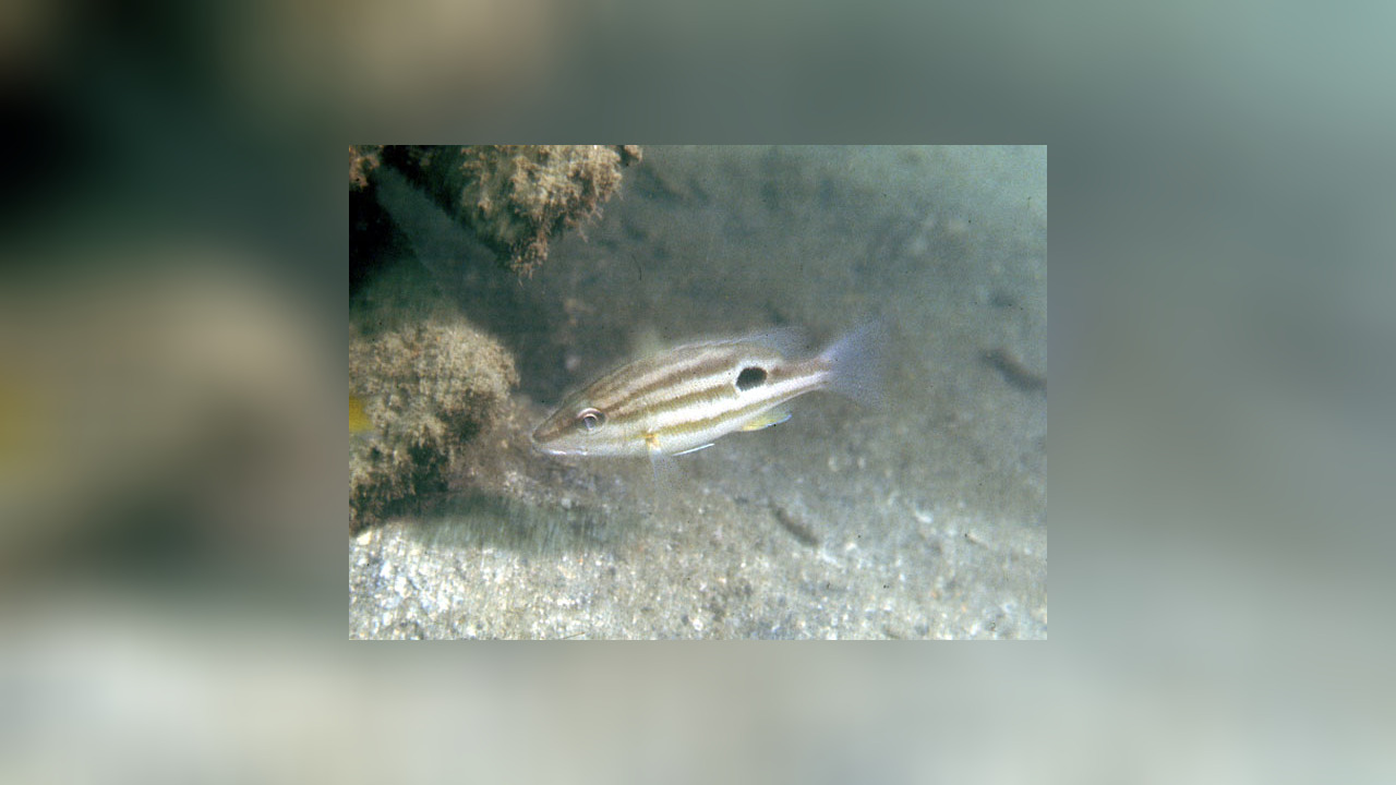 Lutjanus russellii Fingermark Bream, Moses Perch, Moses Seaperch, Moses Snapper, Moses