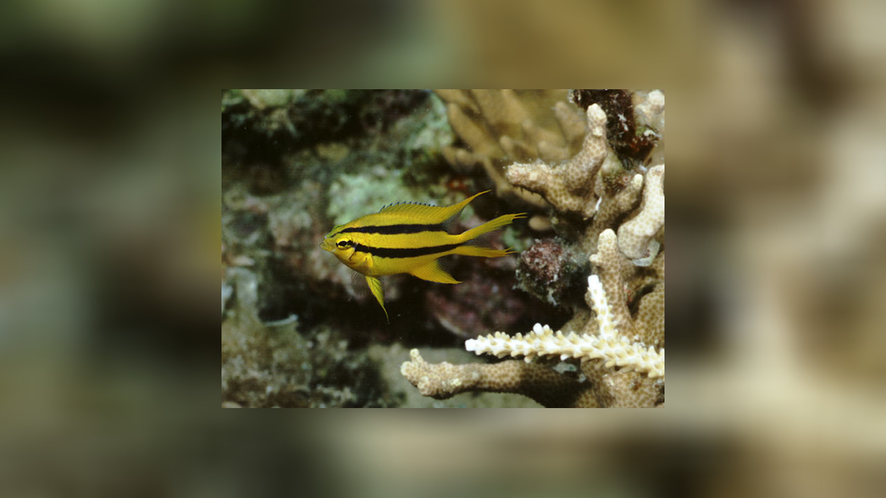 Neoglyphidodon nigroris Behn´s Riffbarsch