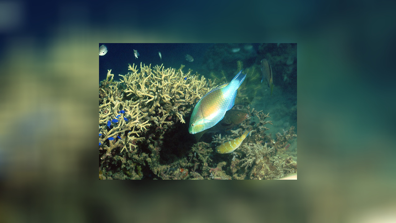 Scarus ghobban Papageifisch