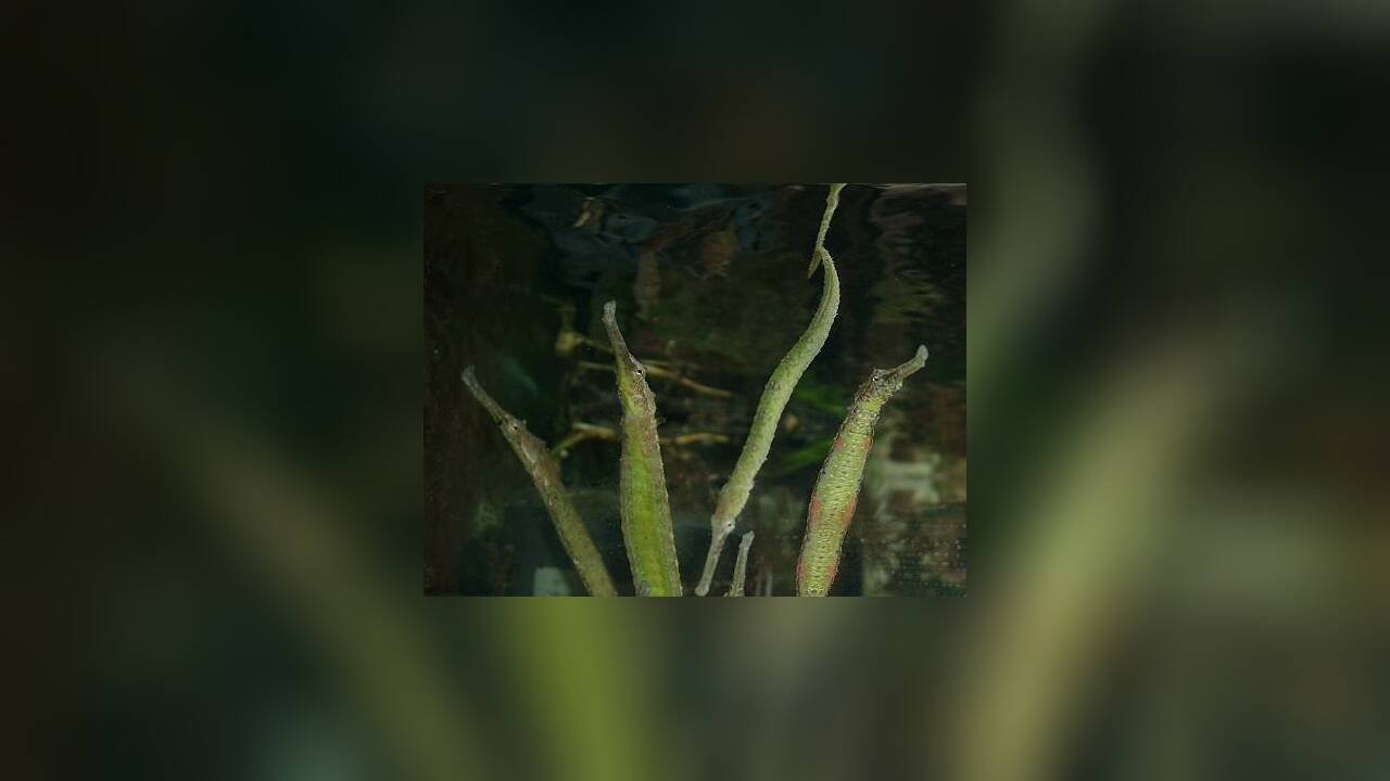 Syngnathoides biaculeatus Dreieckige Seenadel