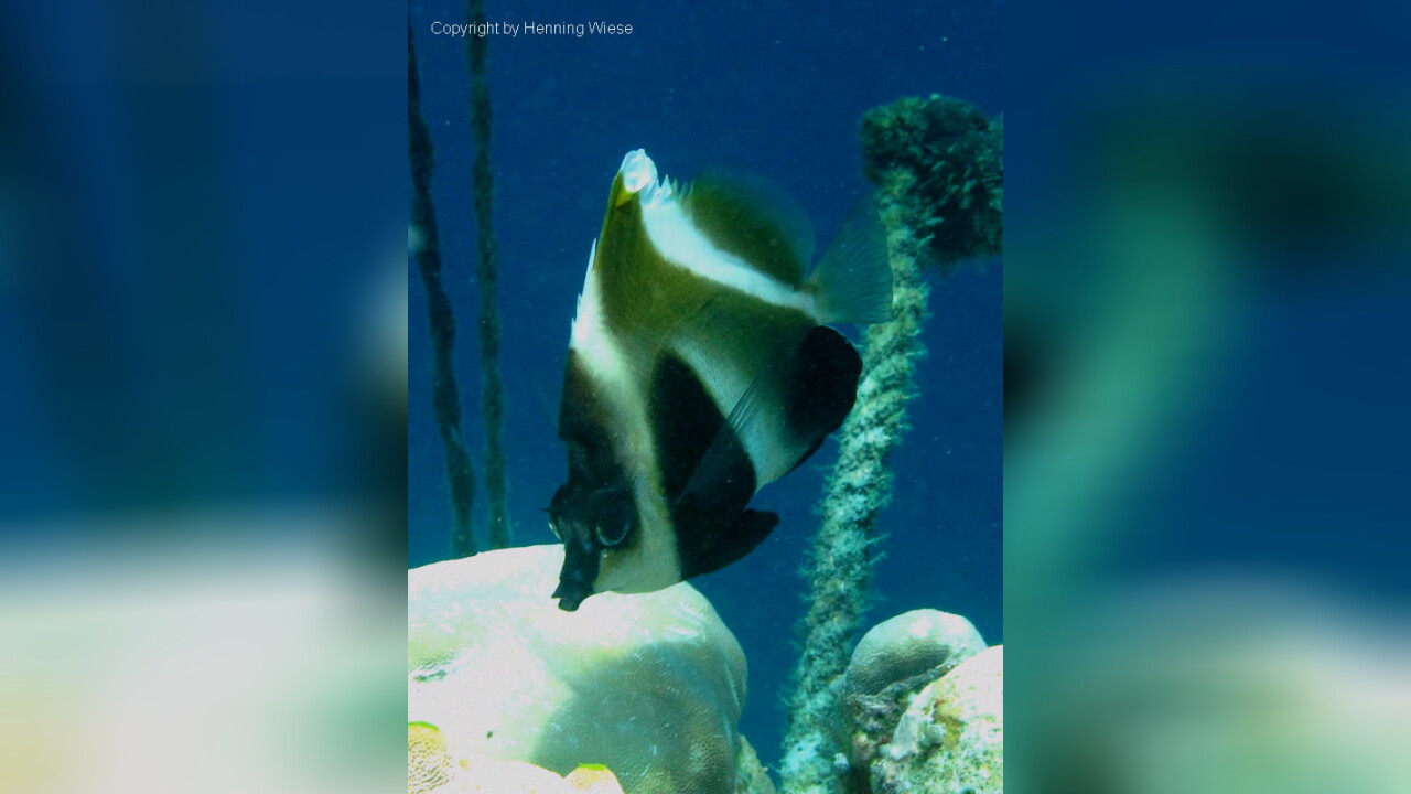 Heniochus Pleurotaenia Indian Ocean Bannerfish Phantom Bannerfish