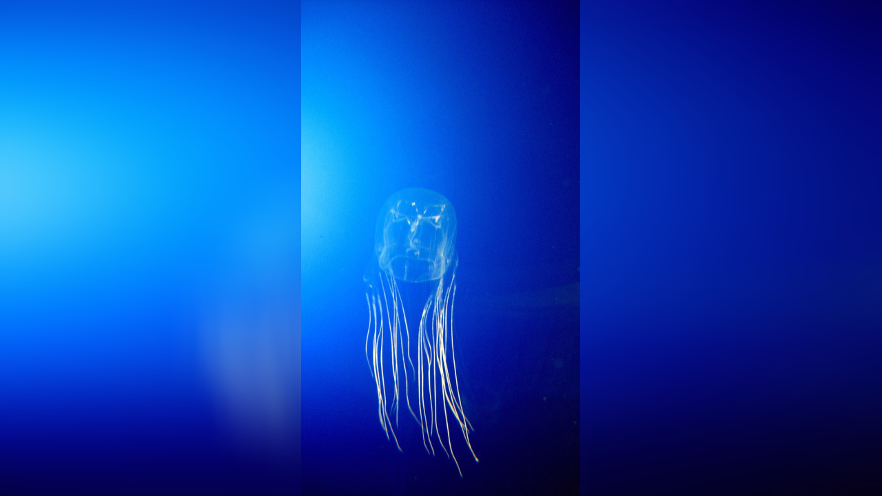 Chironex fleckeri Würfelqualle, Seewespe