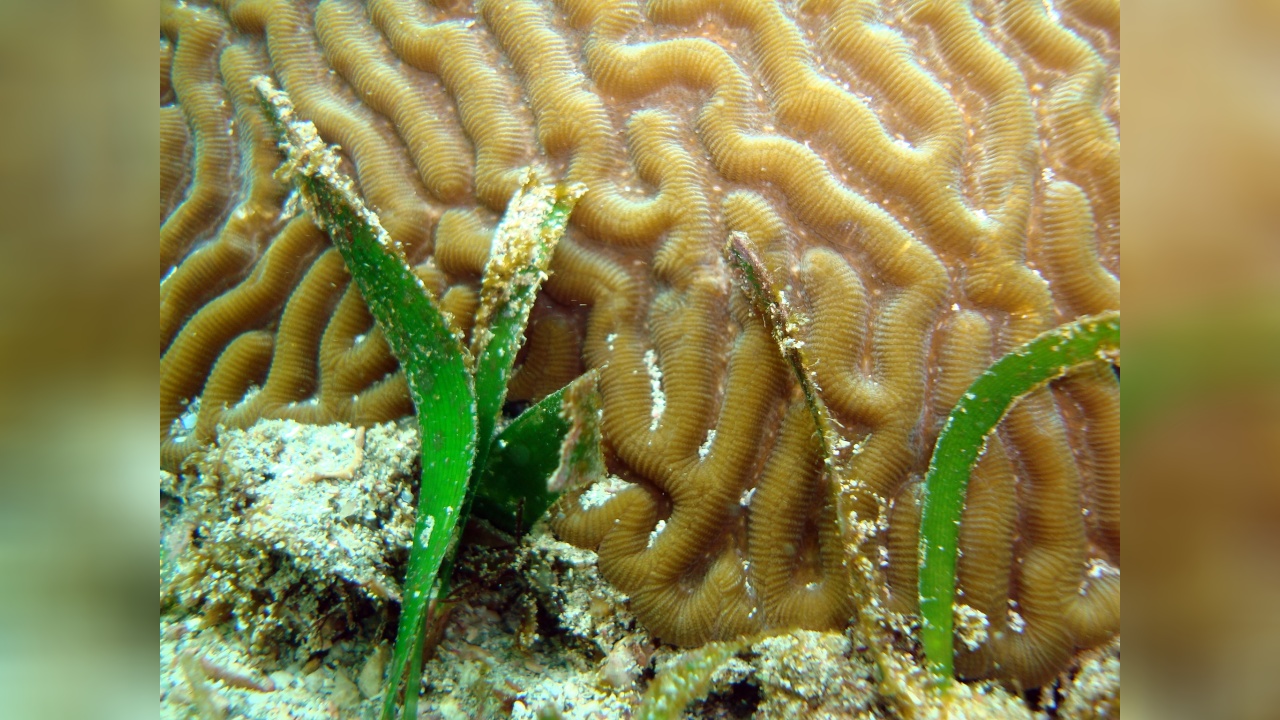 Thalassia testudinum Seegras