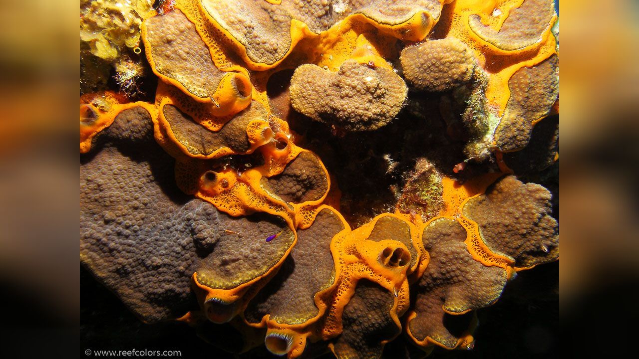 Mycale (Mycale) laevis Orange icing sponge