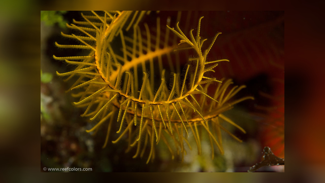 Davidaster rubiginosus Haarstern