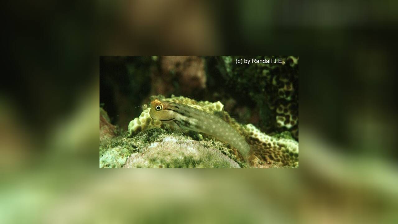 Ecsenius yaeyamaensis Yaeyama Blenny