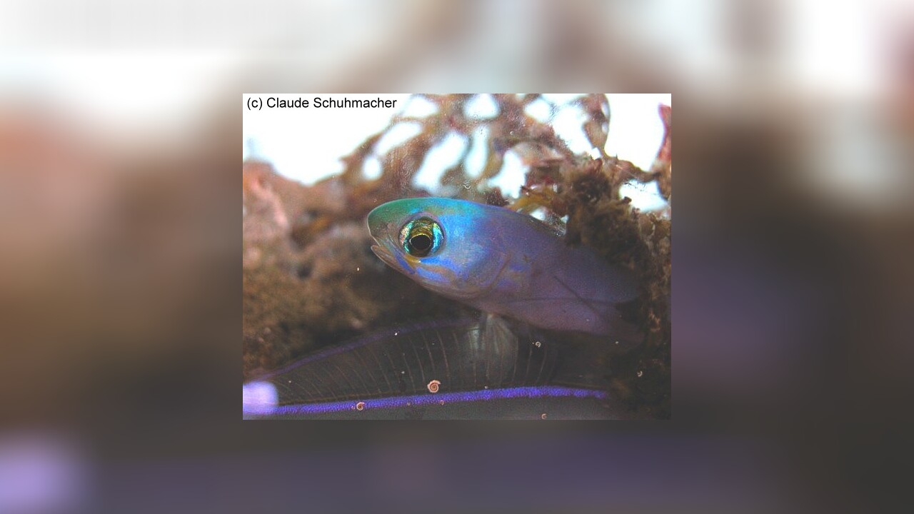Hoplolatilus chlupatyi Chameleon sand tilefish