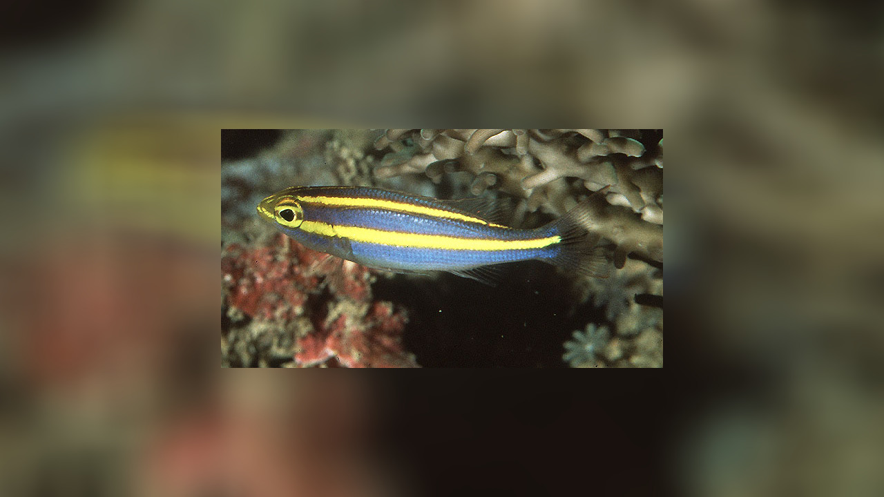 Pentapodus caninus FangzahnScheinschnapper