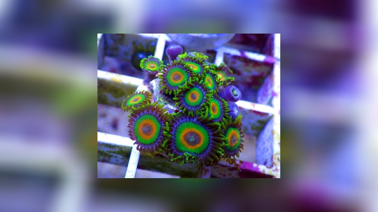 Resultado de imagem para zoanthus rasta