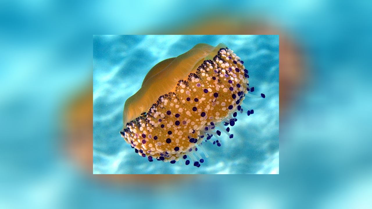 Cotylorhiza tuberculata Spiegeleiqualle