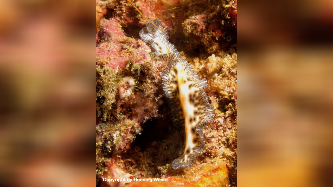 Maritigrella virgulata Rot gestreifter Strudelwurm