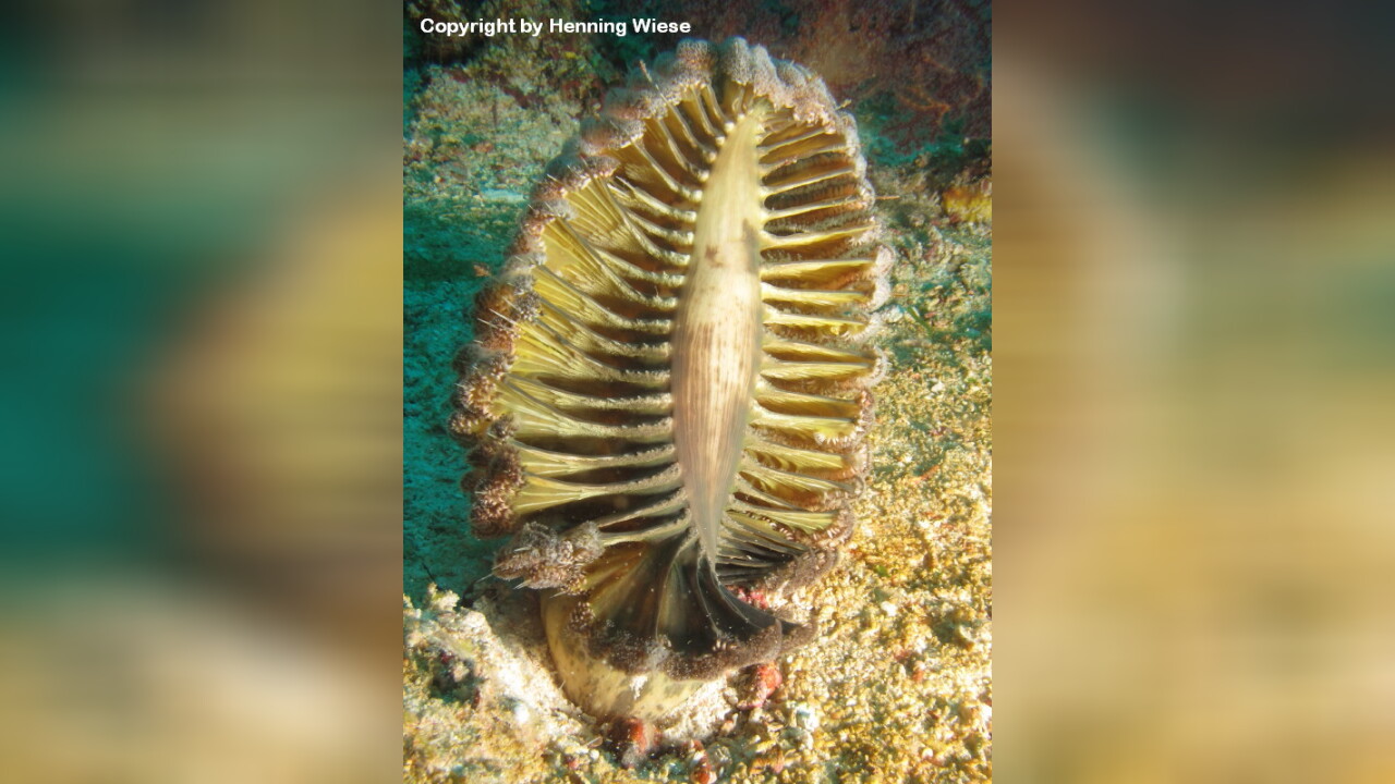 Pteroeides sp. 01 Seefeder