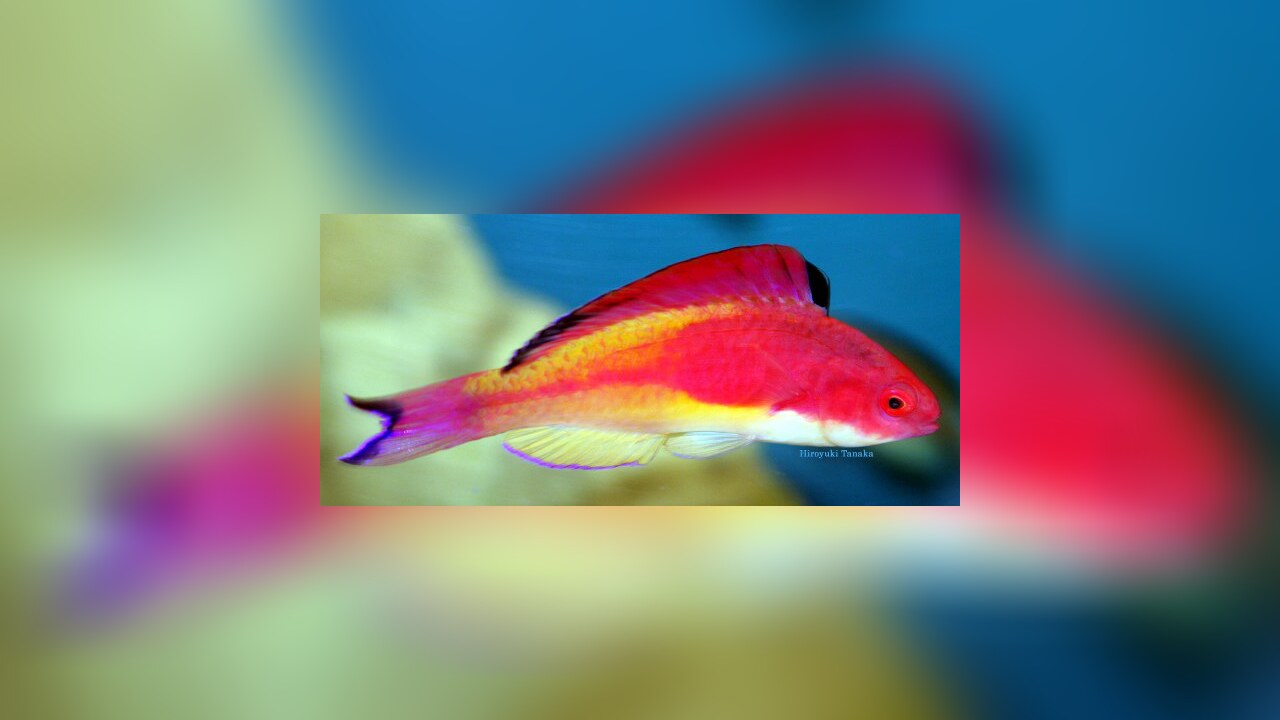 Cirrhilabrus bathyphilus TiefseeFahnenLippfisch