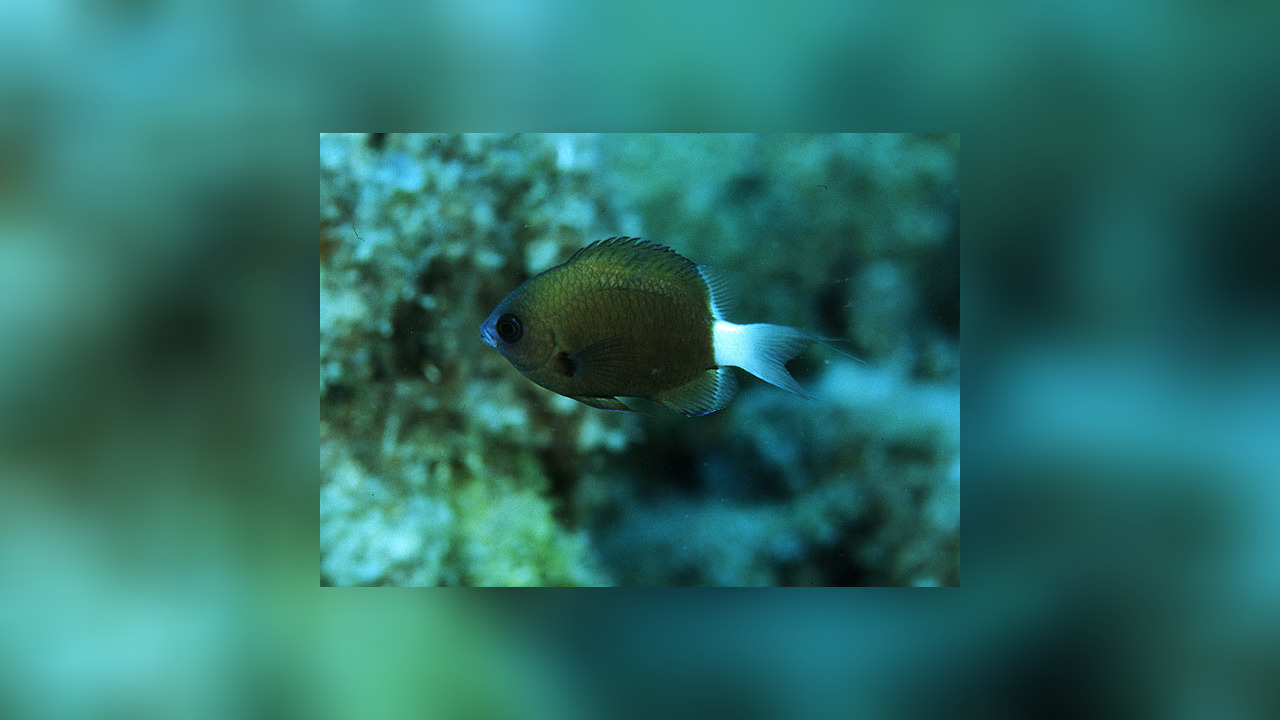 Chromis hanui Chocolatedip Chromis, Hawaiian Bicolor Chromis