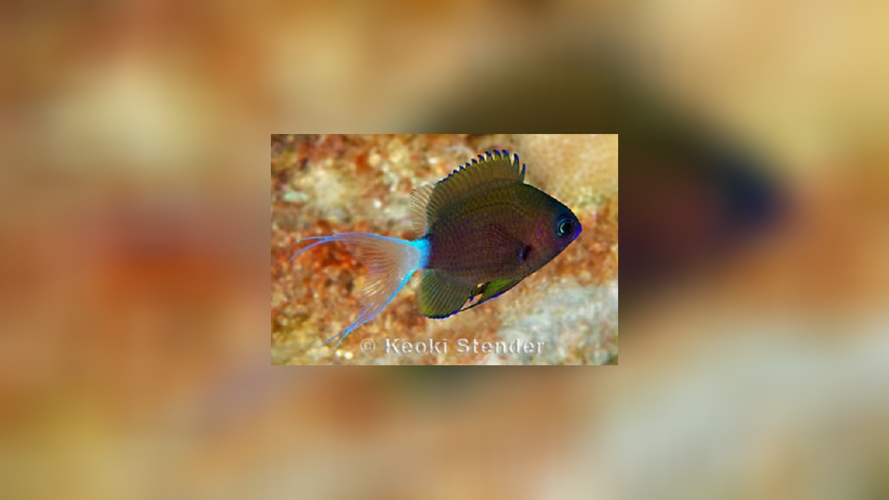 Chromis hanui Chocolatedip Chromis, Hawaiian Bicolor Chromis