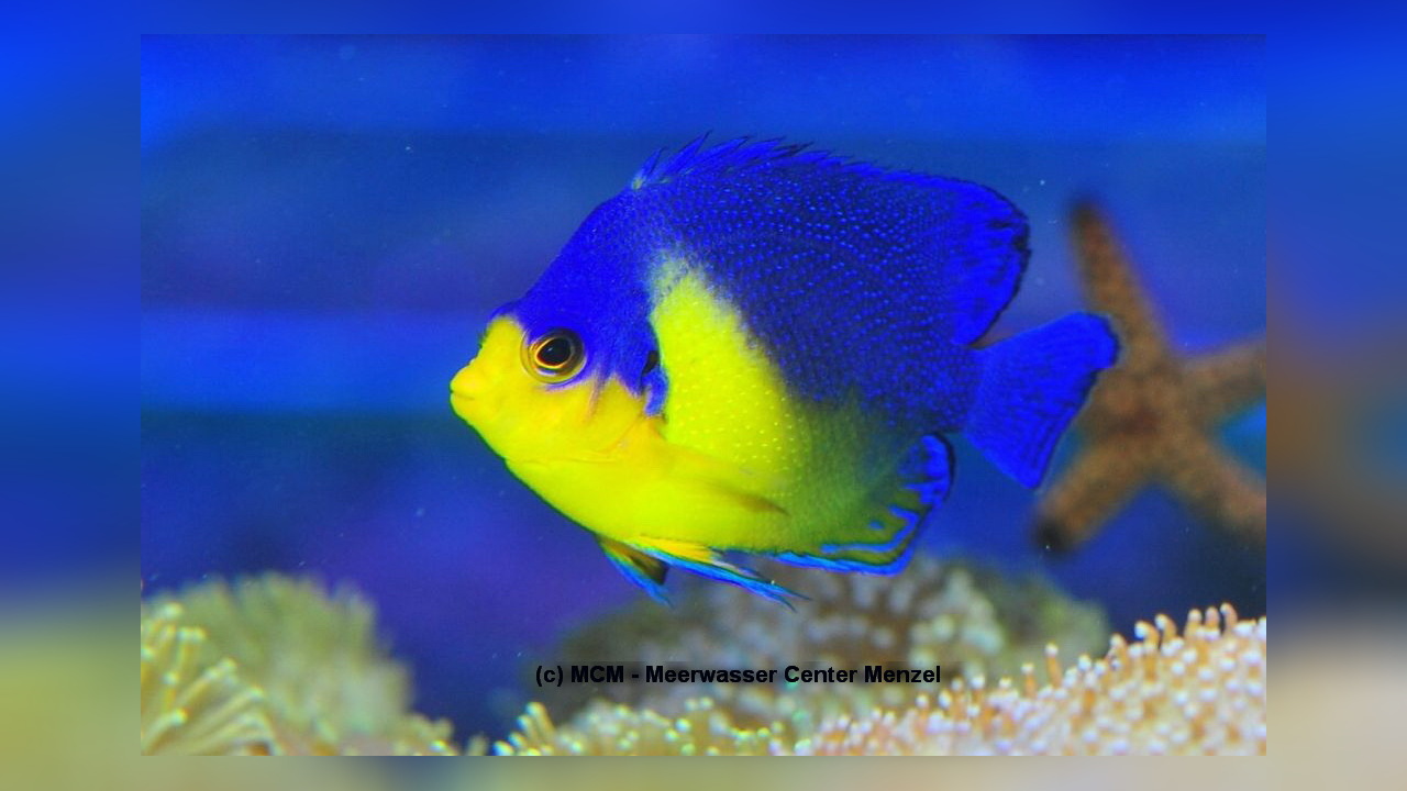 Centropyge venusta Purplemask Angelfish, Purple-mask Angelfish, Blue
