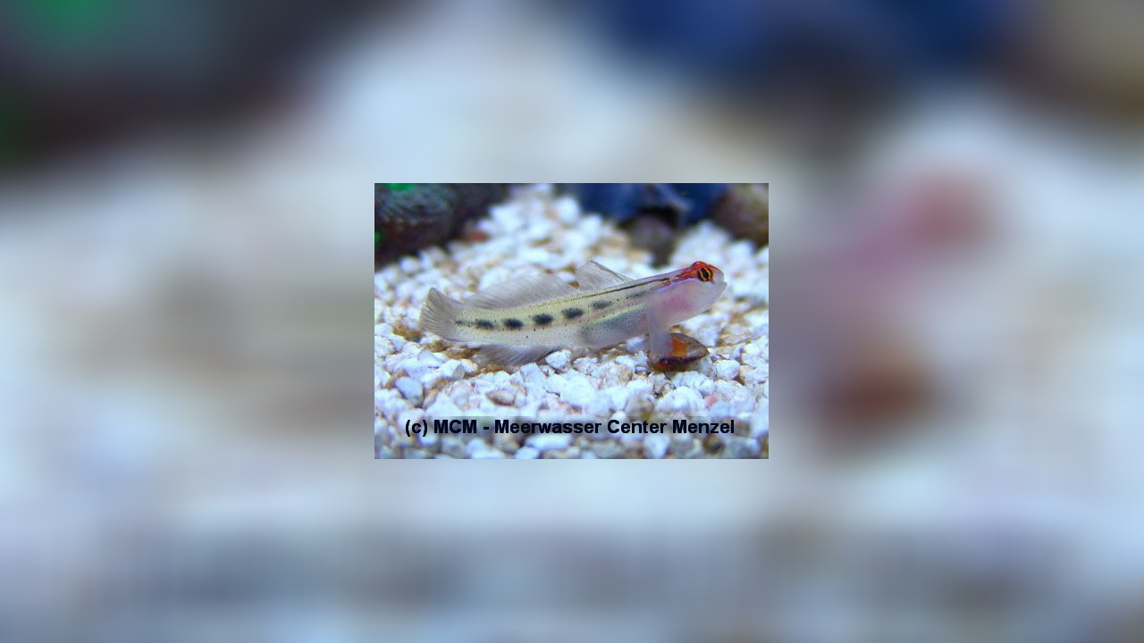 Elacatinus puncticulatus