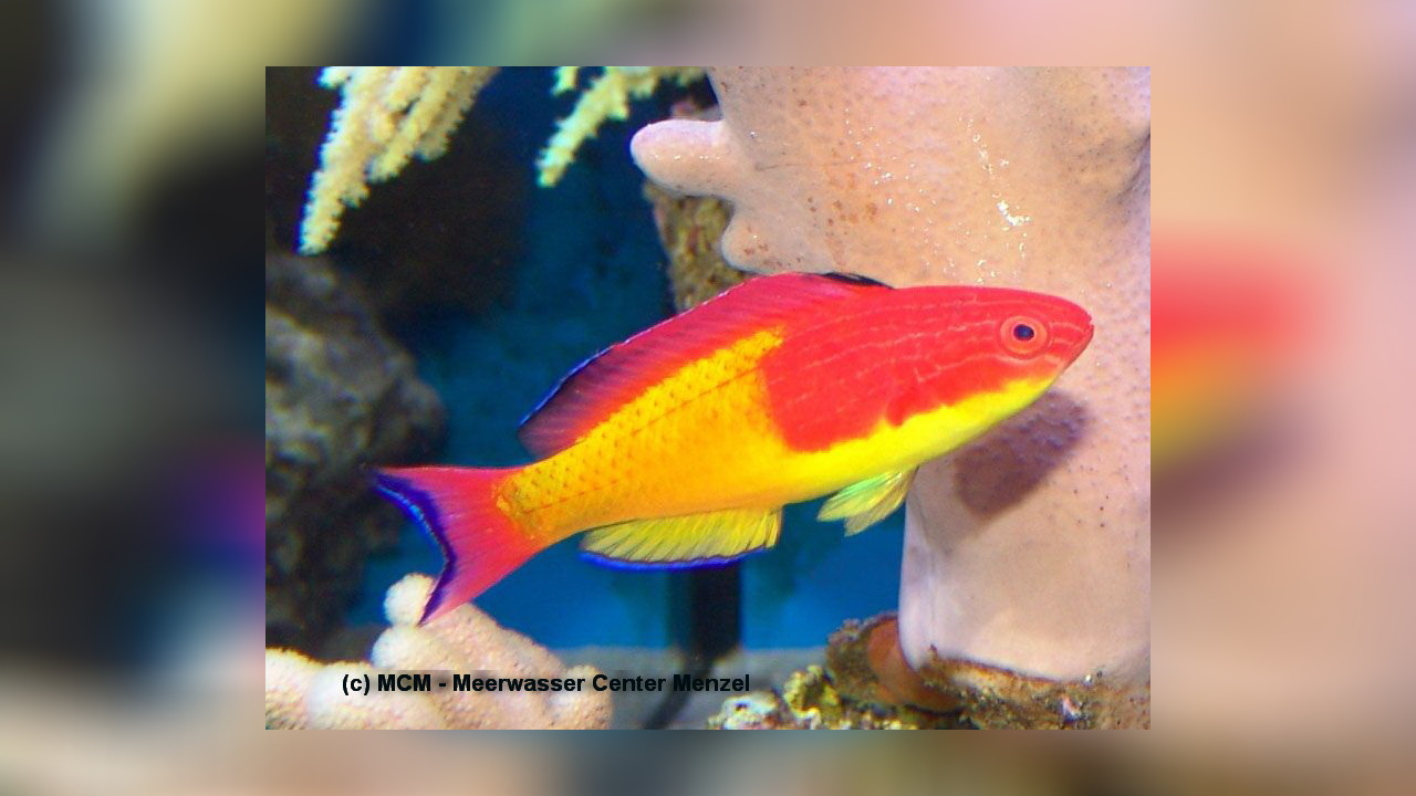 Cirrhilabrus bathyphilus TiefseeFahnenLippfisch