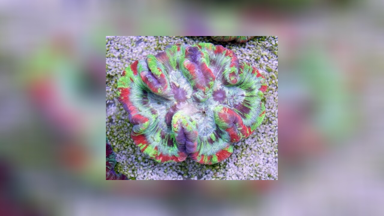 Trachyphyllia geoffroyi Wulstkoralle