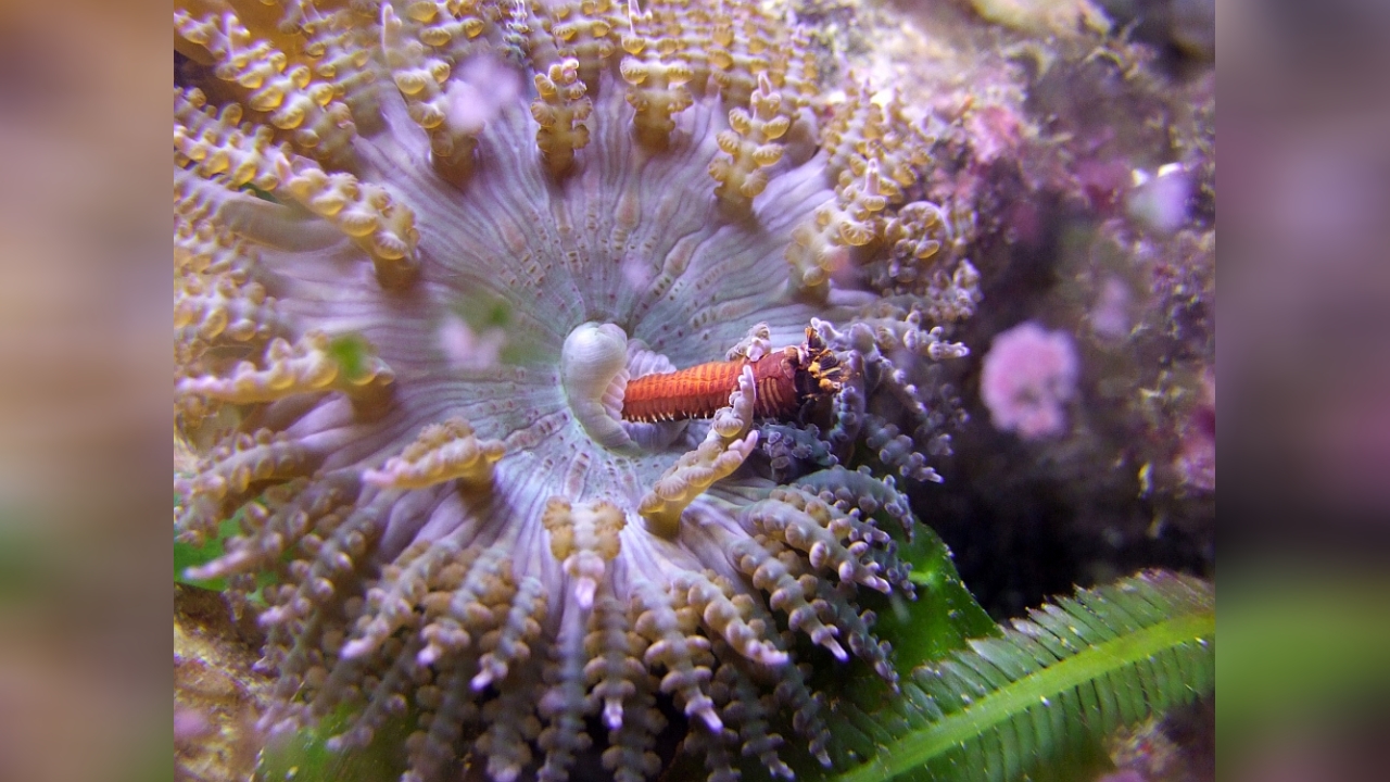 Phymanthus buitendijki Buitendijks Sandanemone