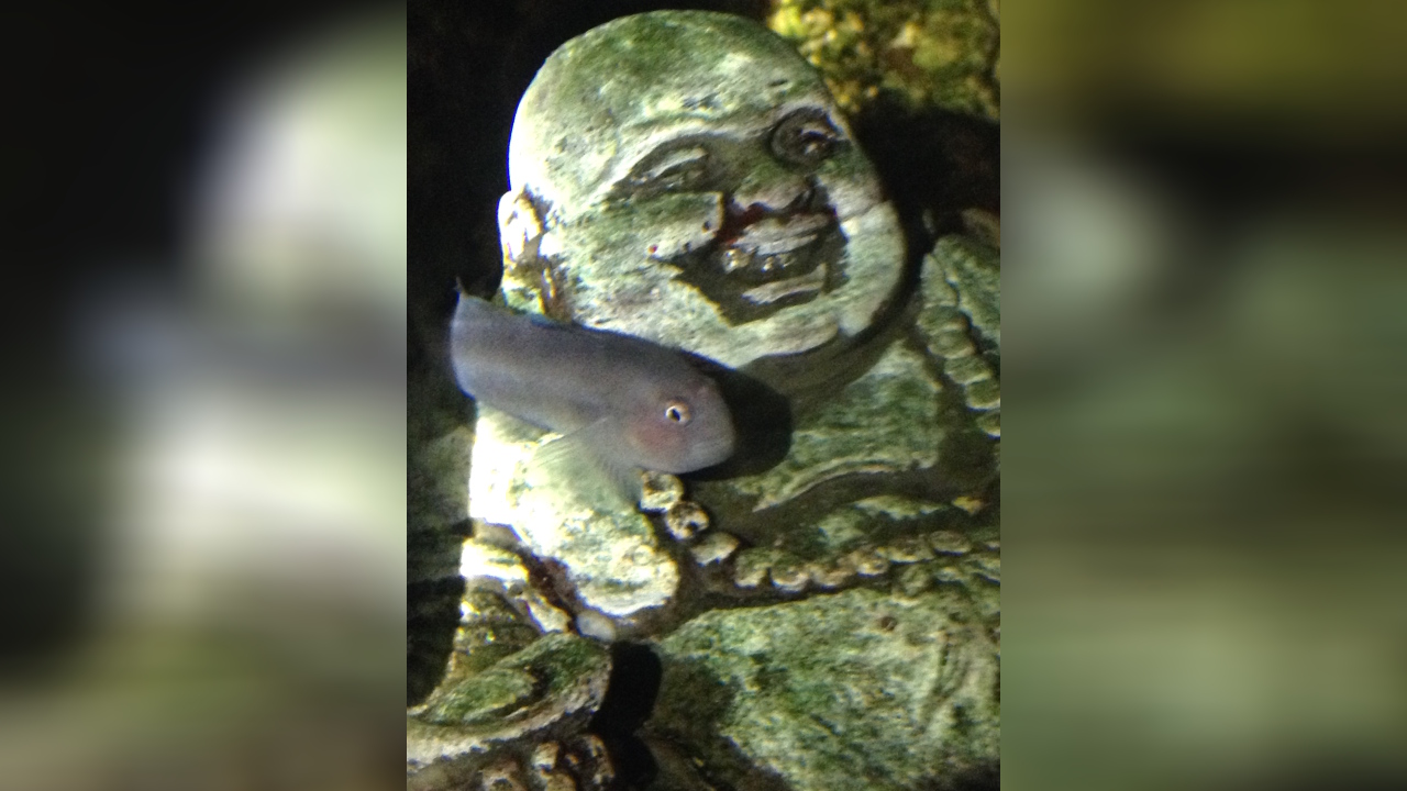 Gobiodon acicularis Korallen Grundel