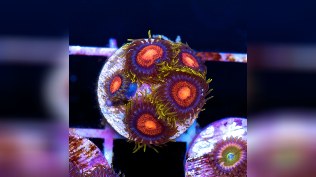 Zoanthussp. "Glitch" Glitch Zoa