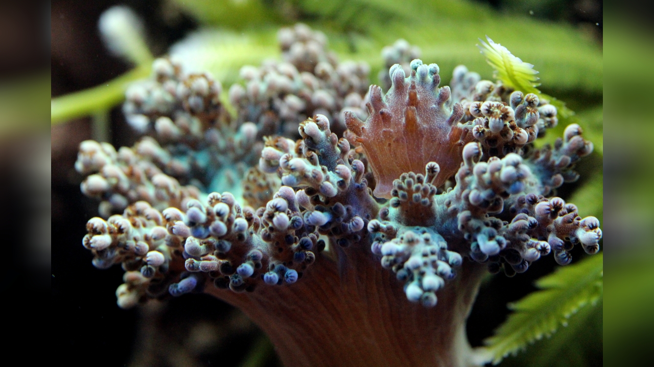 Capnella imbricata Bäumchenweichkoralle, Keniabäumchen