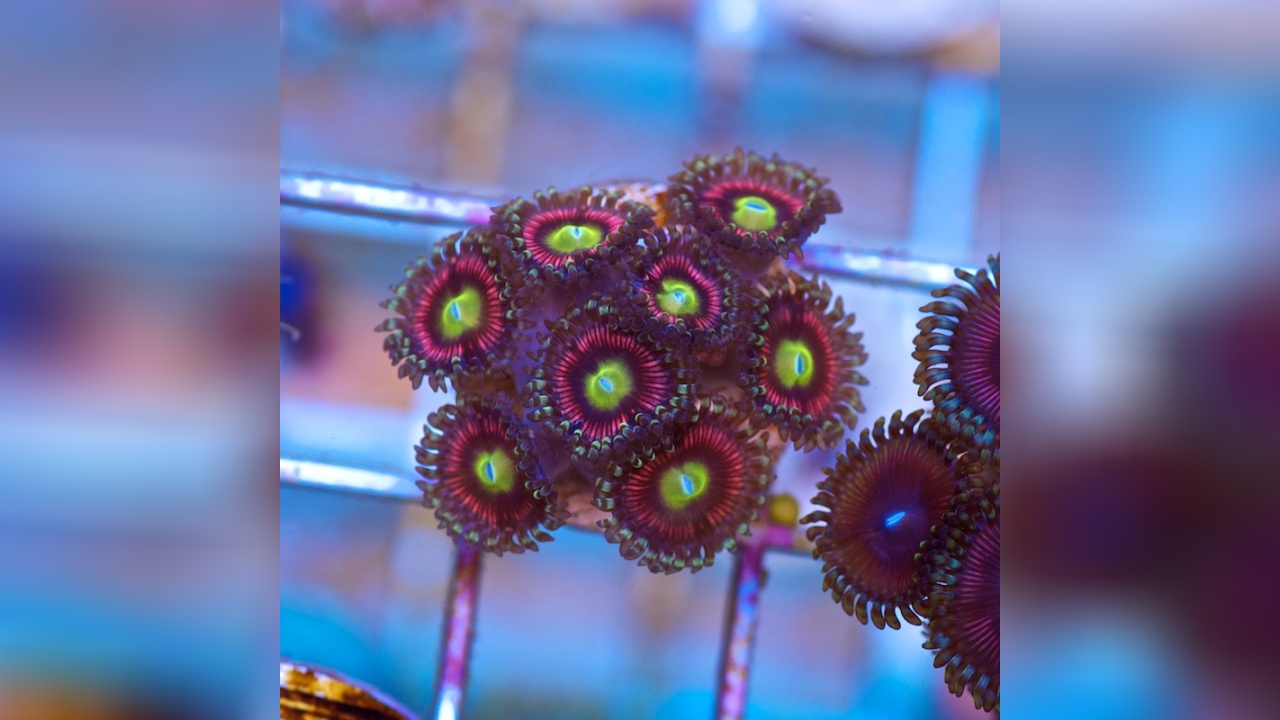 Zoanthussp. "Cats Eyes" Cats Eyes Zoa