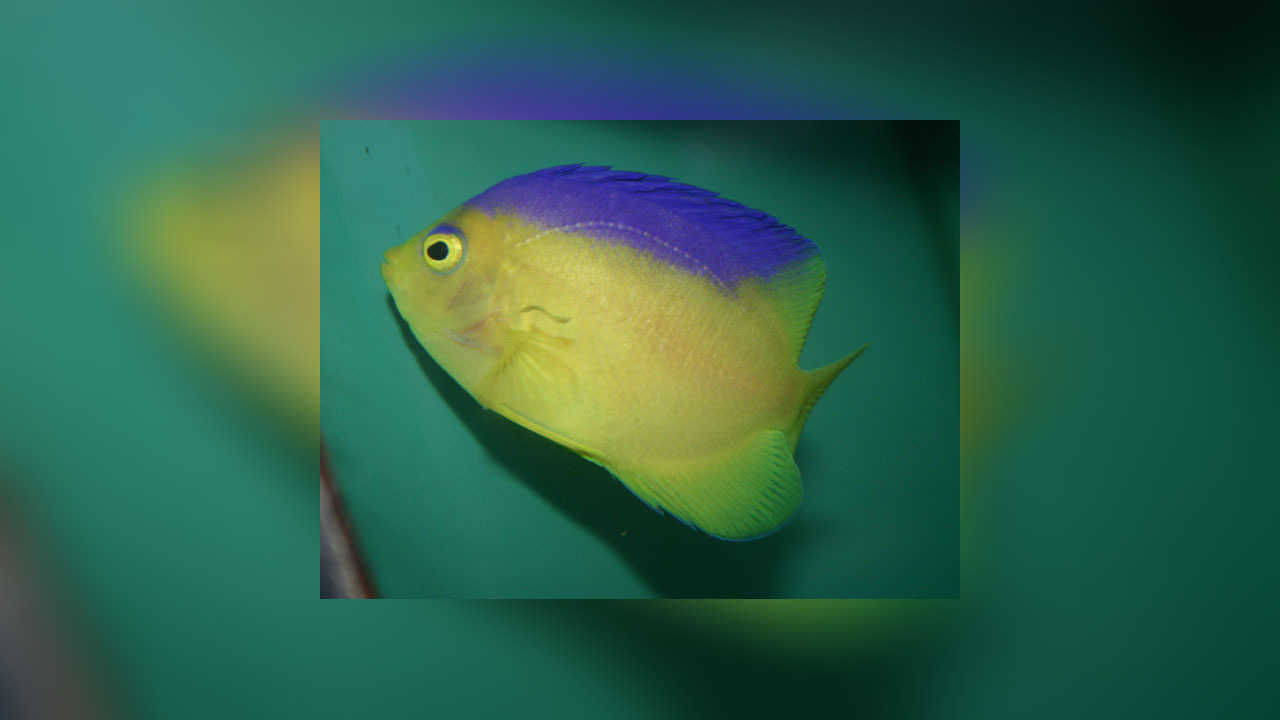 Centropyge colini Colins Zwergkaiserfisch