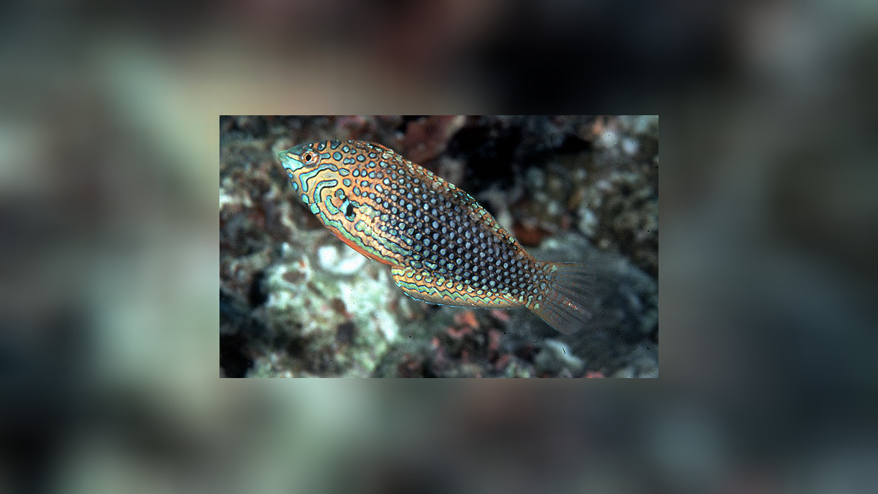 Macropharyngodon ornatus LeopardenJunker