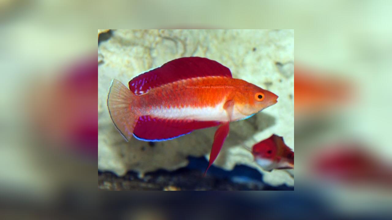 Cirrhilabrus rubripinnis RotflossenZwerglippfisch