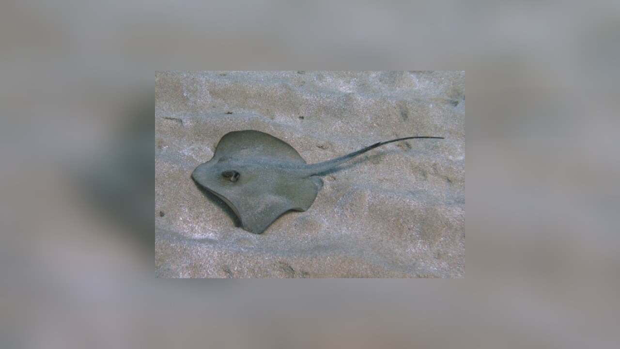 Dasyatis pastinaca Gewöhnlicher Stechrochen, Europäischer Stechrochen