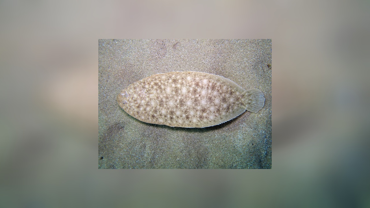 Pegusa lascaris Sandzunge