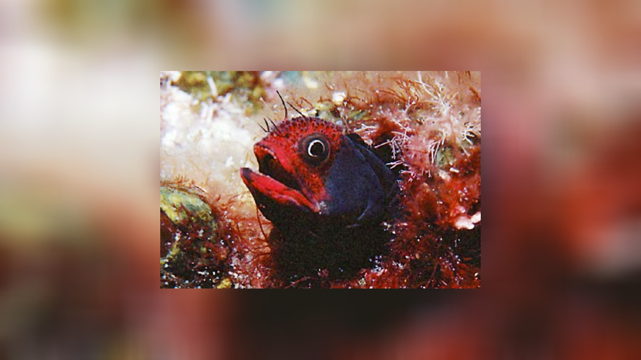 Acanthemblemaria balanorum Clubhead blenny