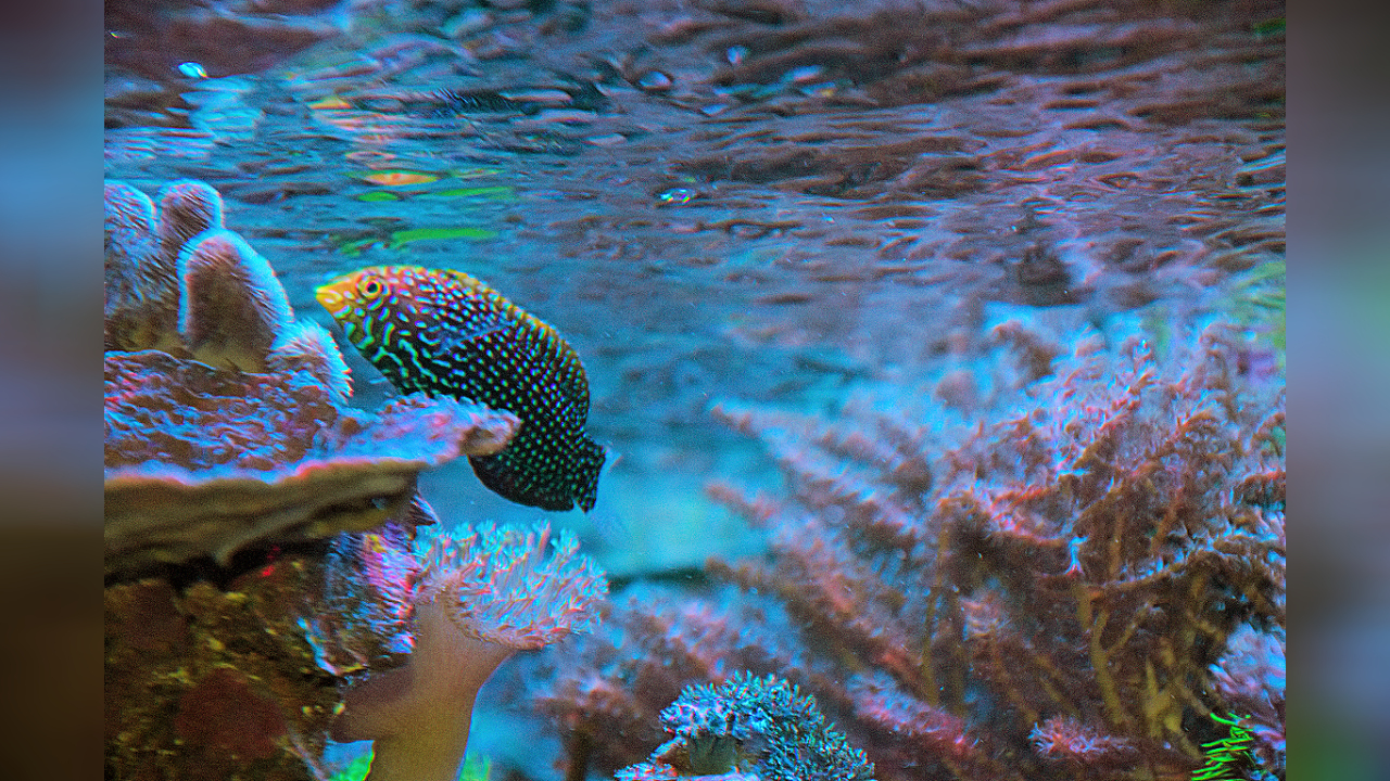 Macropharyngodon cyanoguttatus Bluespotted wrasse