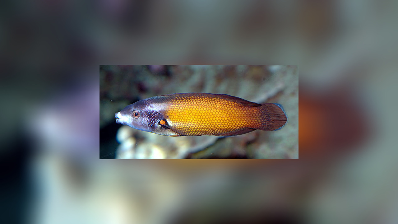 Labropsis australis Putzerlippfisch