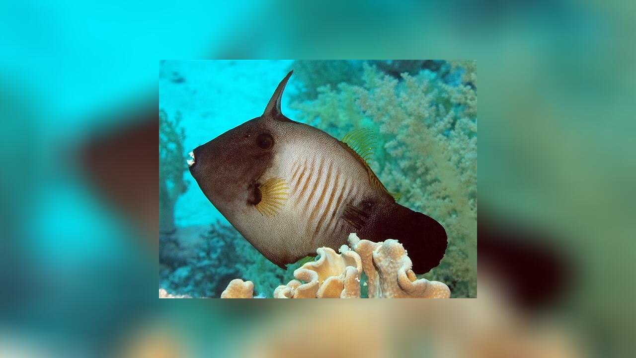 Amanses scopas Broom Filefish, Broom Leatherjacket, Brush-sided ...