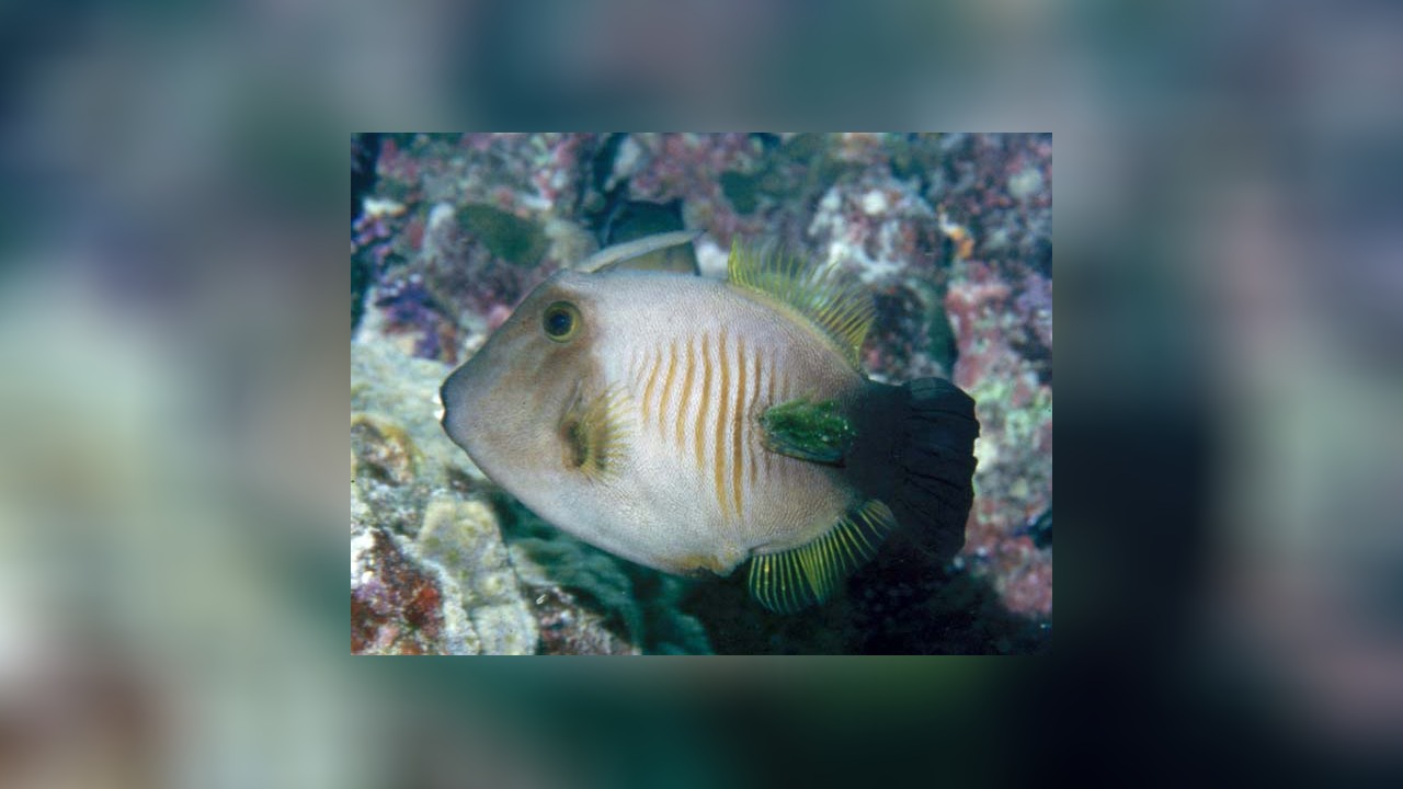 Amanses scopas Broom Filefish, Broom Leatherjacket, Brush-sided ...
